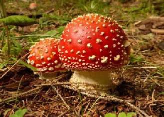 Amanita-Muscaria - Der Fliegenpilz